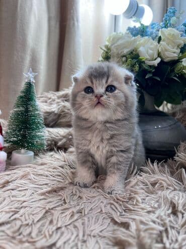 Daewoo: Шотладская вислоухая, Самка — 7