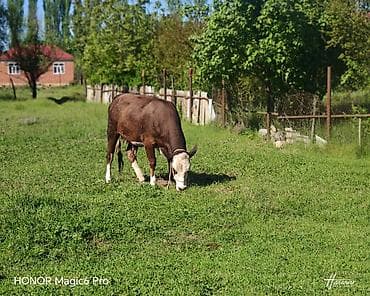 tap az afcarka: Satılır: ətlik/damazlıq inək - Cins tipi: Hereford tipli, qəhvəyi — 1