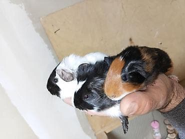 Ən sakit və ən sübür Ginepiqlər artıq hazırdır! [  ] Evdə səs-küy — 3