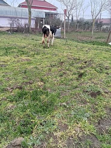 qaz balasi satilir: 1 ci qarna dügedi mayalama anqus balsi vardı temiz ivanofqadi üvan — 7