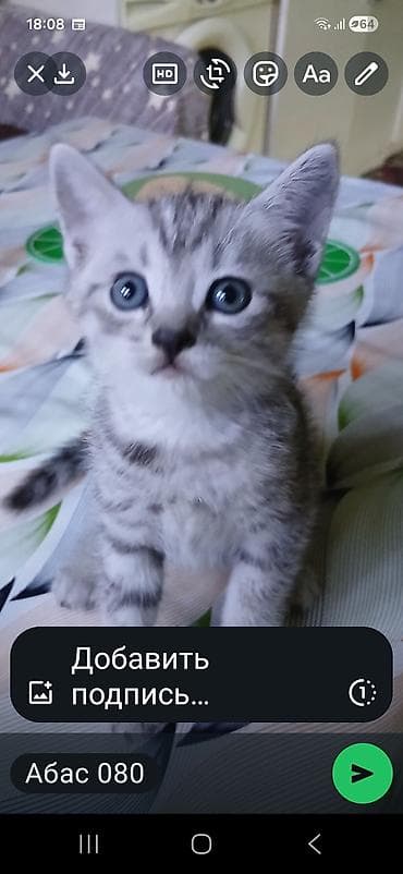 Şinşilla, Yaxşı əllərə