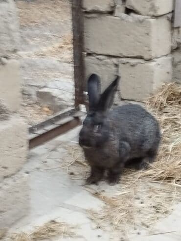 Keçi, çəpiş: Rızen Dovsanlar Satılır 3 eded 3 de erkektir Razılasma yolu ile ünvan — 3