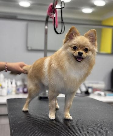 Qisirlawdirilib Qizdi 1 yawi var tualet terbiyesi var ve ustunde
