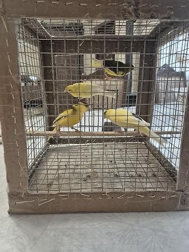 qartal sekilleri cekmek: 4 eded erkey — 5