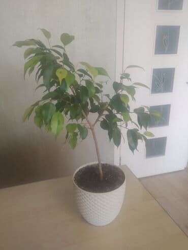 продам фикус бенджамина: Ficus "Benjamin" — 2