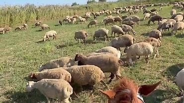 göyərçin satışı: Dişi, il: 1, Damazlıq, Pulsuz çatdırılma — 5