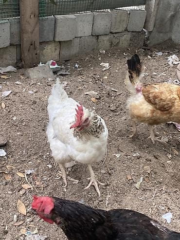 bala afcarka: Toyuq, Yumurtalıq, Ünvandan götürmə — 8