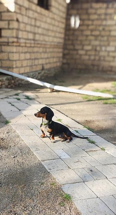 pitbul itlər: Sahibliyə verilən balaca itlər – qısayaqlı, uzun bədənli, qara-qəhvəyi — 4