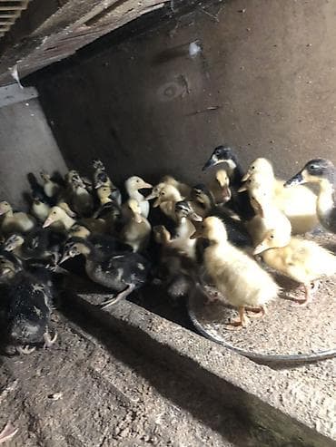 kangal balalari: 35/45 Gunluk ordek balalari 5azn/6azn 13 gunluk 3.70 azn 1 hefdelik — 6