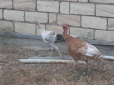 quslar satisi: Qırmızı 5 aylıq cins xoruz hinduşqadı çəkisi 5 kilodan ağırdı fərə — 6