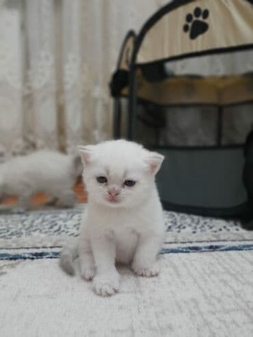 шотландские вислоухие коты: Şotland yastı qulaq — 5