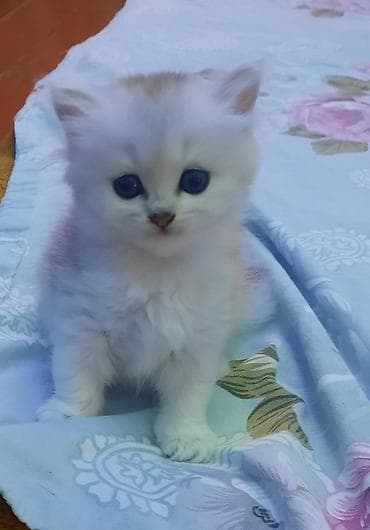 британская шиншилла: Шиншилла — 4