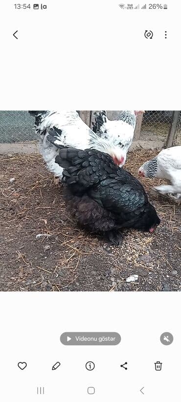 Pişiklər: Toyuq, Brama, Damazlıq — 4