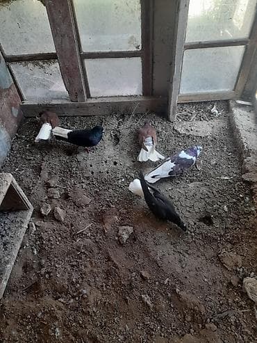 danisan qus: Salam goyercinler tecili satilir optum. qiymet ucun elaqe saxlayin — 2