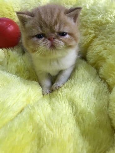 Ekzot, Erkək, Dişi, Yaxşı əllərə, Ünvandan götürmə, Pulsuz çatdırılma, Ödənişli çatdırılma