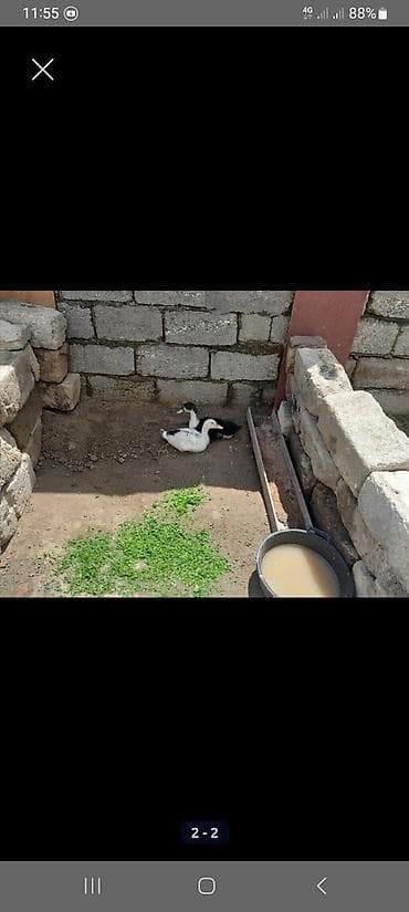 2 edet galdi iksi bir yerde 15 m — 1