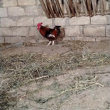 Xoruz, il: 3, Ünvandan götürmə — 4