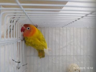 кольчатый попугай цена: Salam Nerazlucniklər sarı narıncı başlı, narıncı quyruqlu cütlər — 7