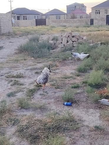 it sekilleri: 7 aylıq xarkov tam sağlam lider ruhlu məsləhət görərdmki yaxınan — 4