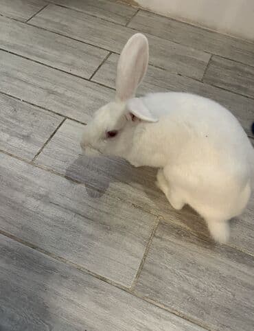 dovşan qiymətləri: Ağ rəngli dovşan
Ev dovşanıdı tualete öyreşdirilib — 3