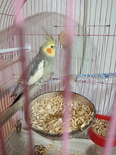bülbül quşu: Nimfa papağanı (Cockatiel)korella – qəfəs və aksesuarlarla birlikdə - — 4