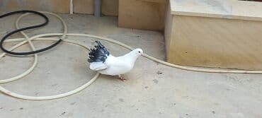 той пудель цена в баку: Sari qara cutdu.sarinin ata anasi 6 saat ucur .cutu 45manata.pavlin 10 — 2