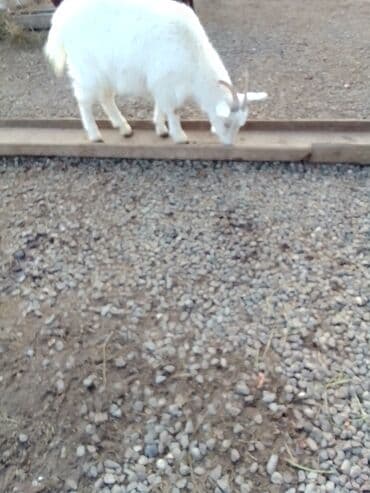 Коровы, быки: Boğazdır dişi sani çəpiş satılır istəyən olsa yazsın video sun atım — 7