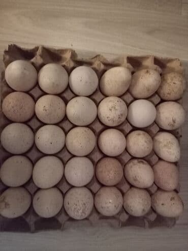 generator satilir: Kanada sortu hinduşka yumurtası satılır — 1