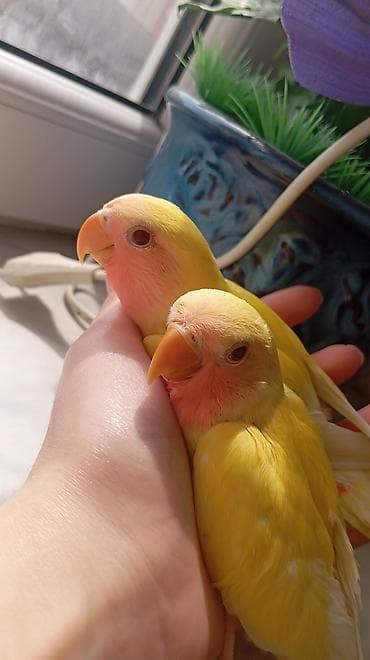 Попугаи: Növ: Sevgili (Lovebird) – Lutino rəng mutasiyası bala quşlar satılır — 3