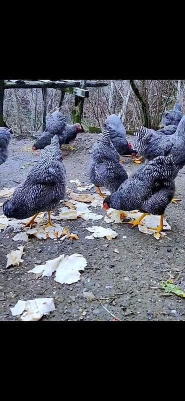 inek quba: Toyuq, Damazlıq — 5