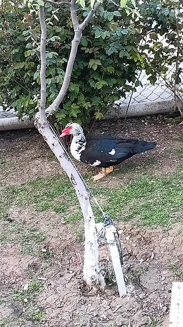 Muscovy ördəkləri – 2 baş - Cins: Muscovy (hind ördəyi) - Rənglər