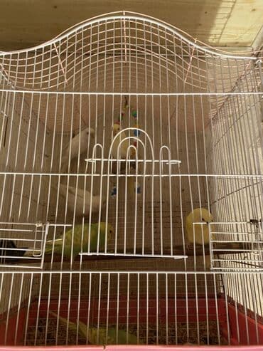 Bir ededi 9 manatdan bala quslar satilir. Unvan Nizami metrosu