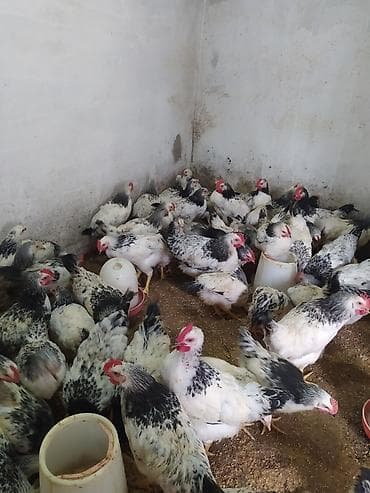 yumurtlayan toyuqlar satilir: Toyuq cücələri, Ətlik — 4