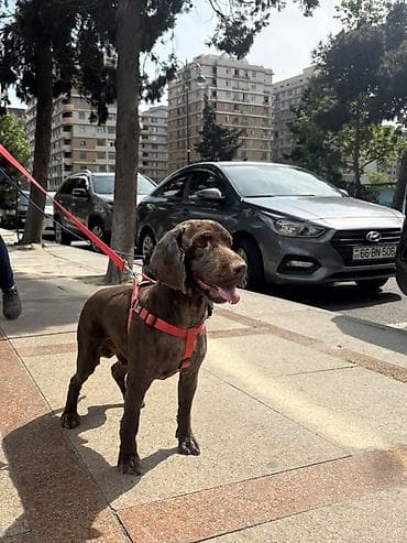 bişik: Cocker spaniel Cütləşməyə dişi axtarırıq Unvan binə qəsəbəsi. Alex — 2