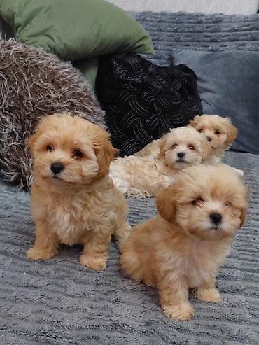 Akvariumlar: Maltipoo balaları – mini ölçü, şirin görünüş və ailə üçün ideal — 8