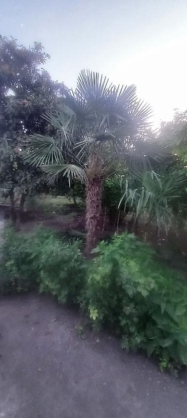 Dekorativ xurma/palma ağacı – fanşəkilli yarpaqlı - Növ: Trachycarpus — 3