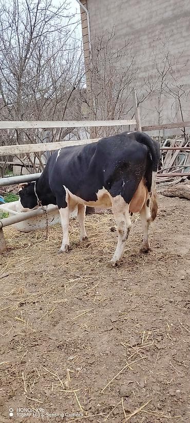 Pişiklər: Süd istiqamətli qara-ağ rəngli inək. Xüsusiyyətlər: - Yüksək süd — 3