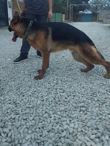 i̇tlər afcarka: Alman çoban iti, 10 ay, Erkek — 3