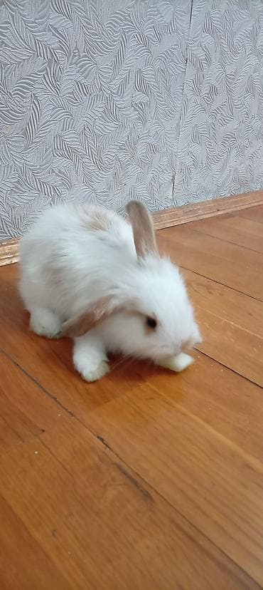 mini toy pudel: Mini lop dovşan balası satılır. 15 azn — 1
