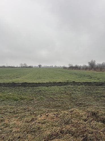 4 mikrorayon kiraye evler: Kənd təsərrüfatı, Kupça (Çıxarış) — 3