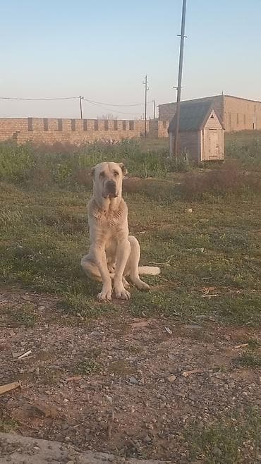 sirvan teze itler satisi: Alabay, 2 il, Dişi, Peyvəndli, Ünvandan götürmə — 1