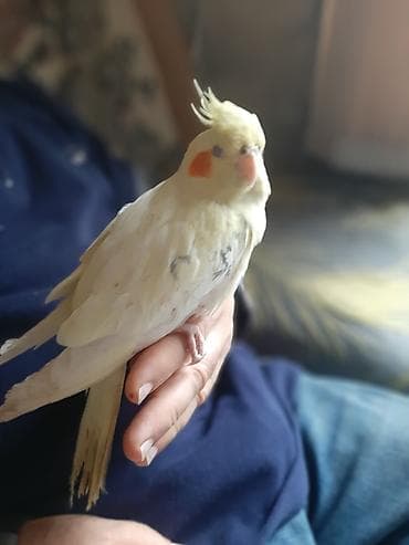 Nymph paraket (cockatiel) – açıq sarı rəngli, yanaqlarda parlaq