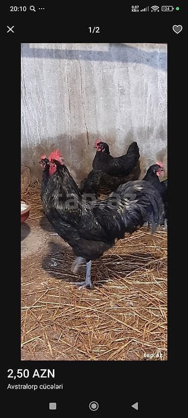 Digər heyvanlar: Toyuq cücələri, Damazlıq — 2