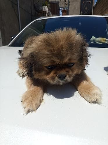 İtlər: Pekines, 2 ay, Peyvəndli, Ünvandan götürmə — 1
