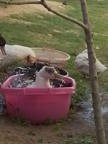 ördək balası və cücə: Ev şəraitində bəslənən ördəklər - Növ: məişət üçün saxlanılan — 10