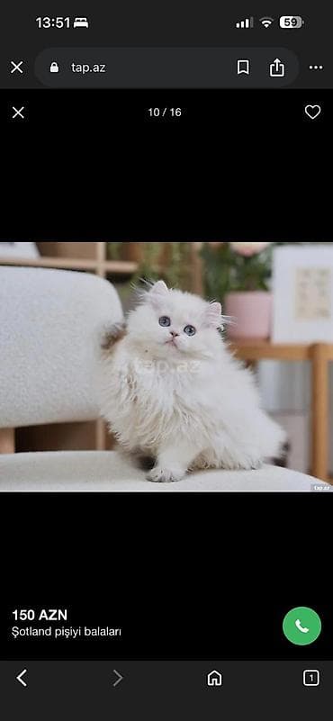 pisik cinsleri: Britan — 8