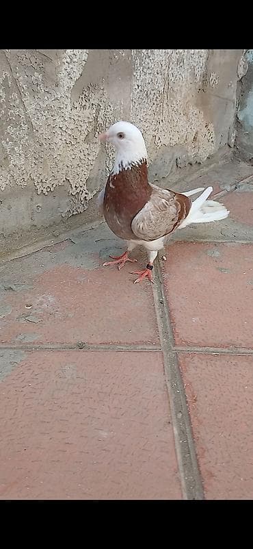 Göyərçinlər: Ebreş boyunlar cutdu 12 tukler baki quwlari ucuwu var Mor ag baw — 1