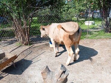 sudluk inekler satışı: Məhsul: Dana (erkək) Təsvir: - Şəkillərdə görünən sağlam, ətlik — 4