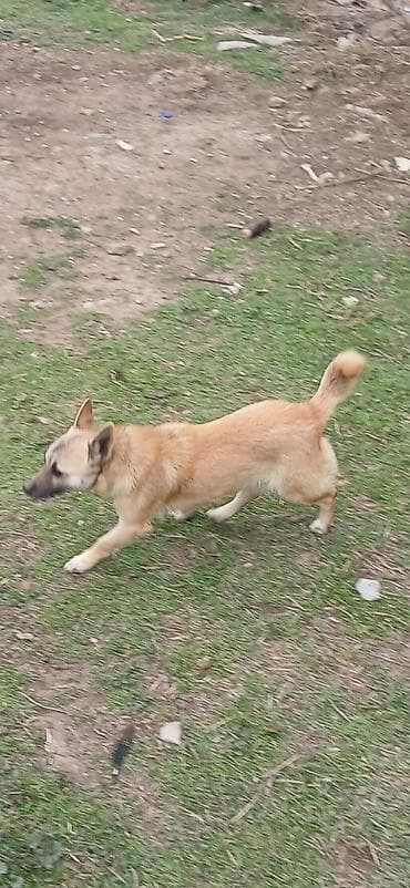 Çixuahua, 10 ay, Erkek