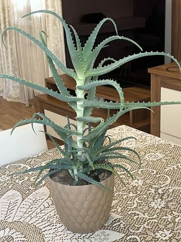 алоэ пайдасы: Aloe Vera bitkisi Baxımı asan, havanı təmizləyən və şəfalı — 1